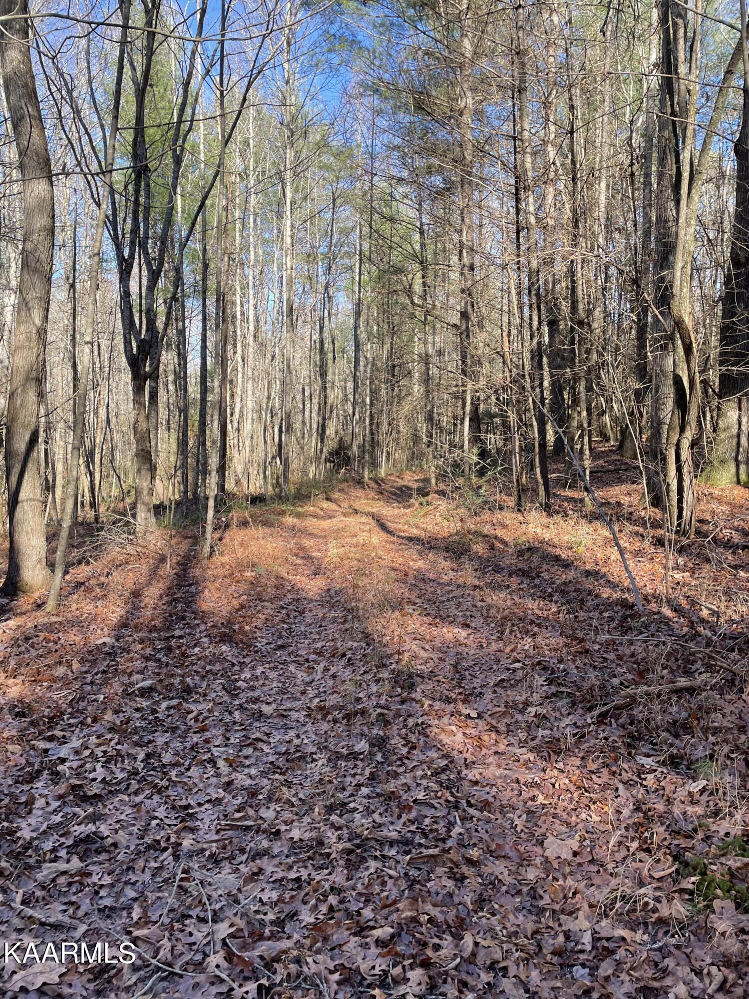 336 Duckett Ridge Road Tellico Plains, TN 37385 - Photo 11 of 19 IMG_0769