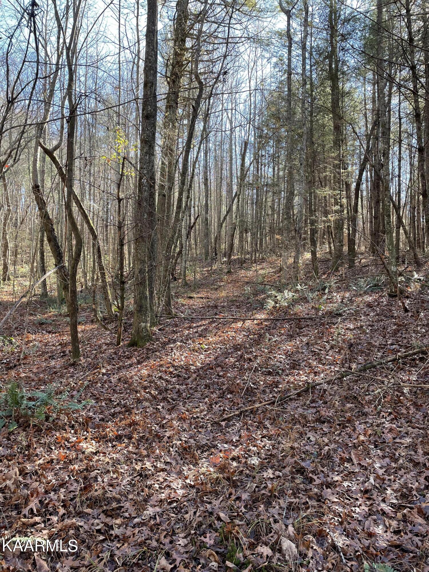 336 Duckett Ridge Road Tellico Plains, TN 37385 - Photo 12 of 19 IMG_0768
