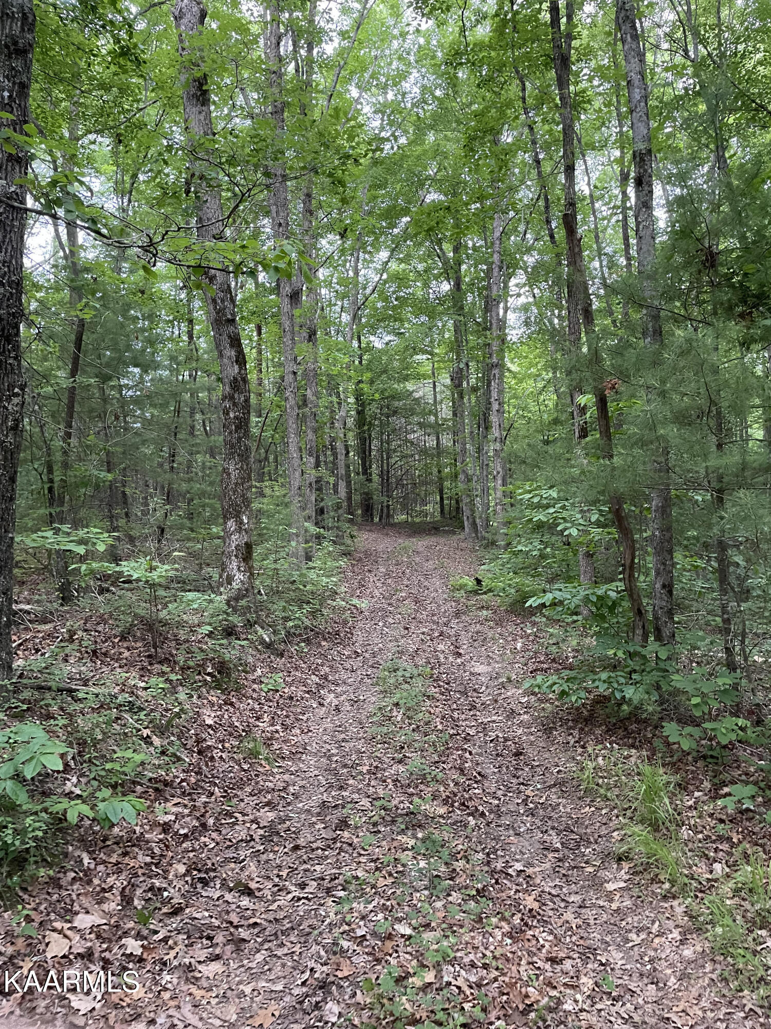 336 Duckett Ridge Road Tellico Plains, TN 37385 - Photo 2 of 19 unnamed-3