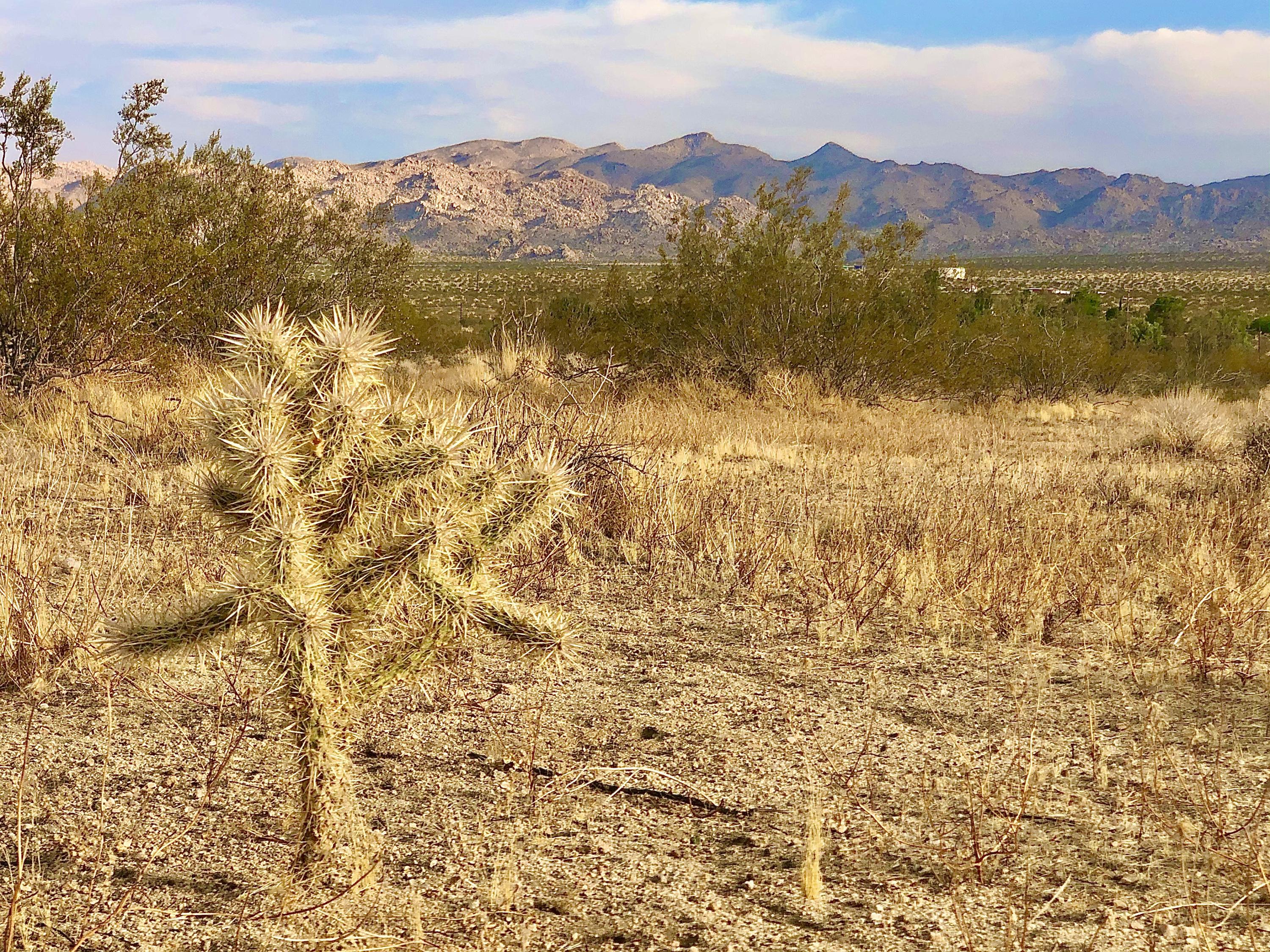 13140 Verbena Road Joshua Tree, CA 92252 - Photo 6 of 24 IMG_6855