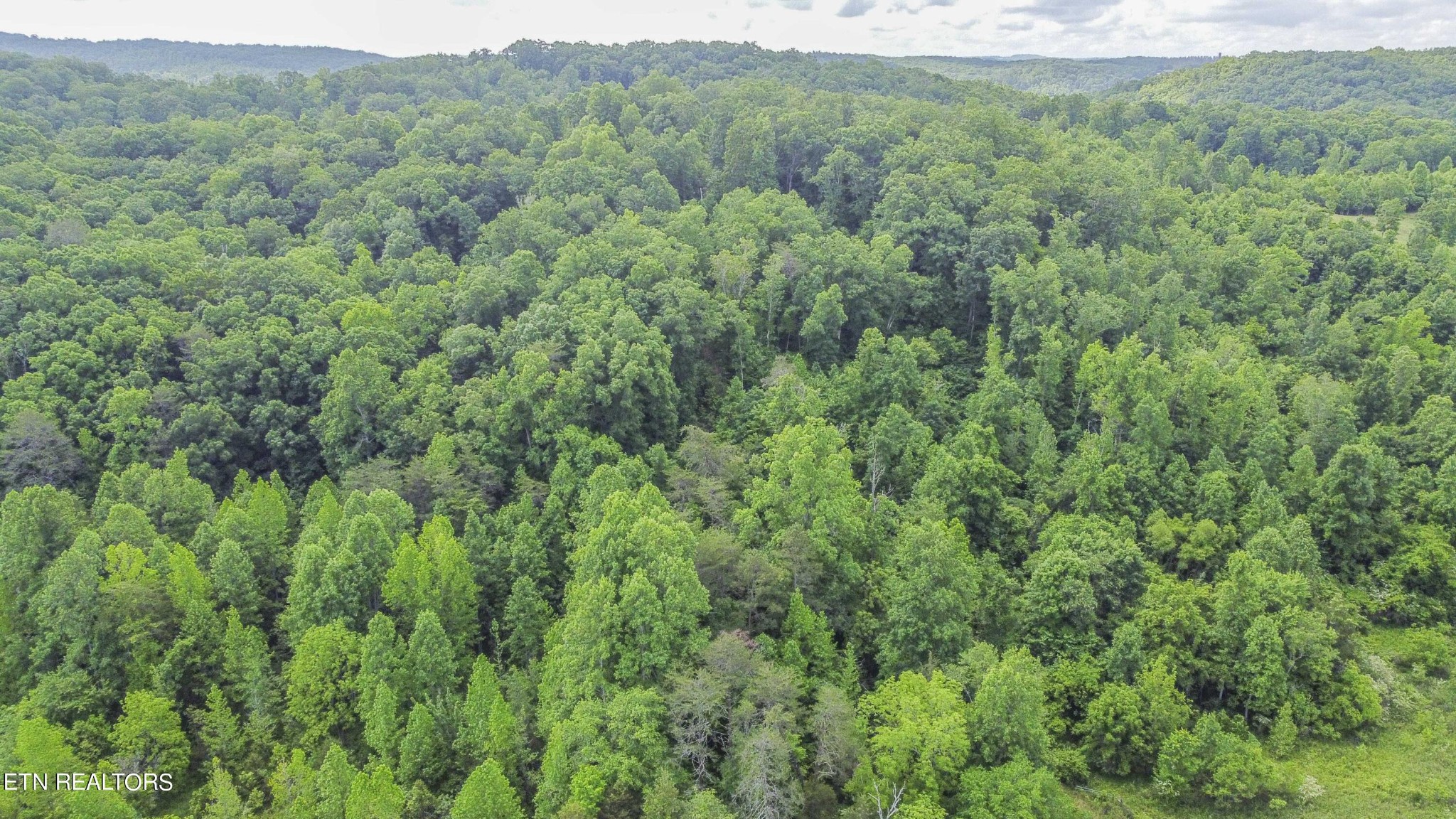 234 Laurel Bluff Road Kingston, TN 37763 - Photo 9 of 19 Gallery Image 9