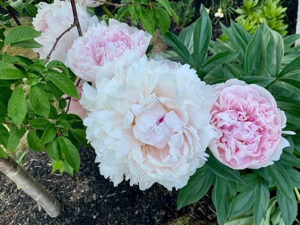 14 Grizzly Drive Rutland, MA 01543 - Photo 32 of 39