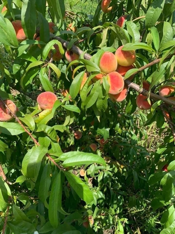 14 Grizzly Drive Rutland, MA 01543 - Photo 33 of 39