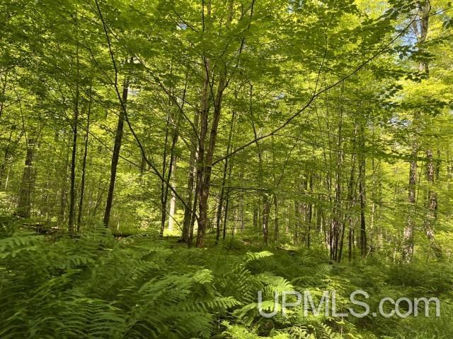 40-acres New DNR Road Crystal Falls, MI 49920 - Photo 21 of 46