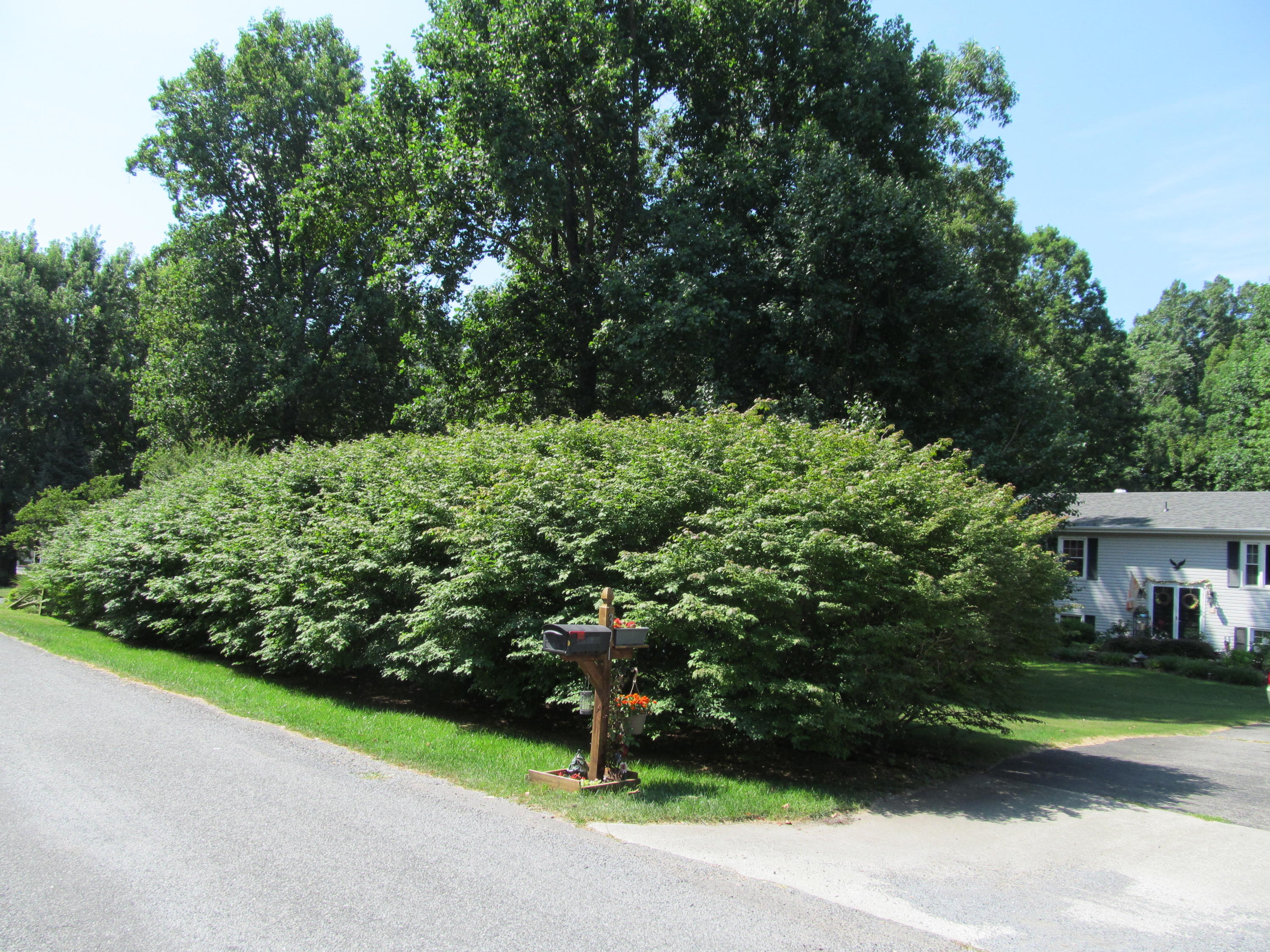 391 Scalybark Drive Blue Ridge, VA 24064 - Photo 24 of 28 391 Scalyba (30)