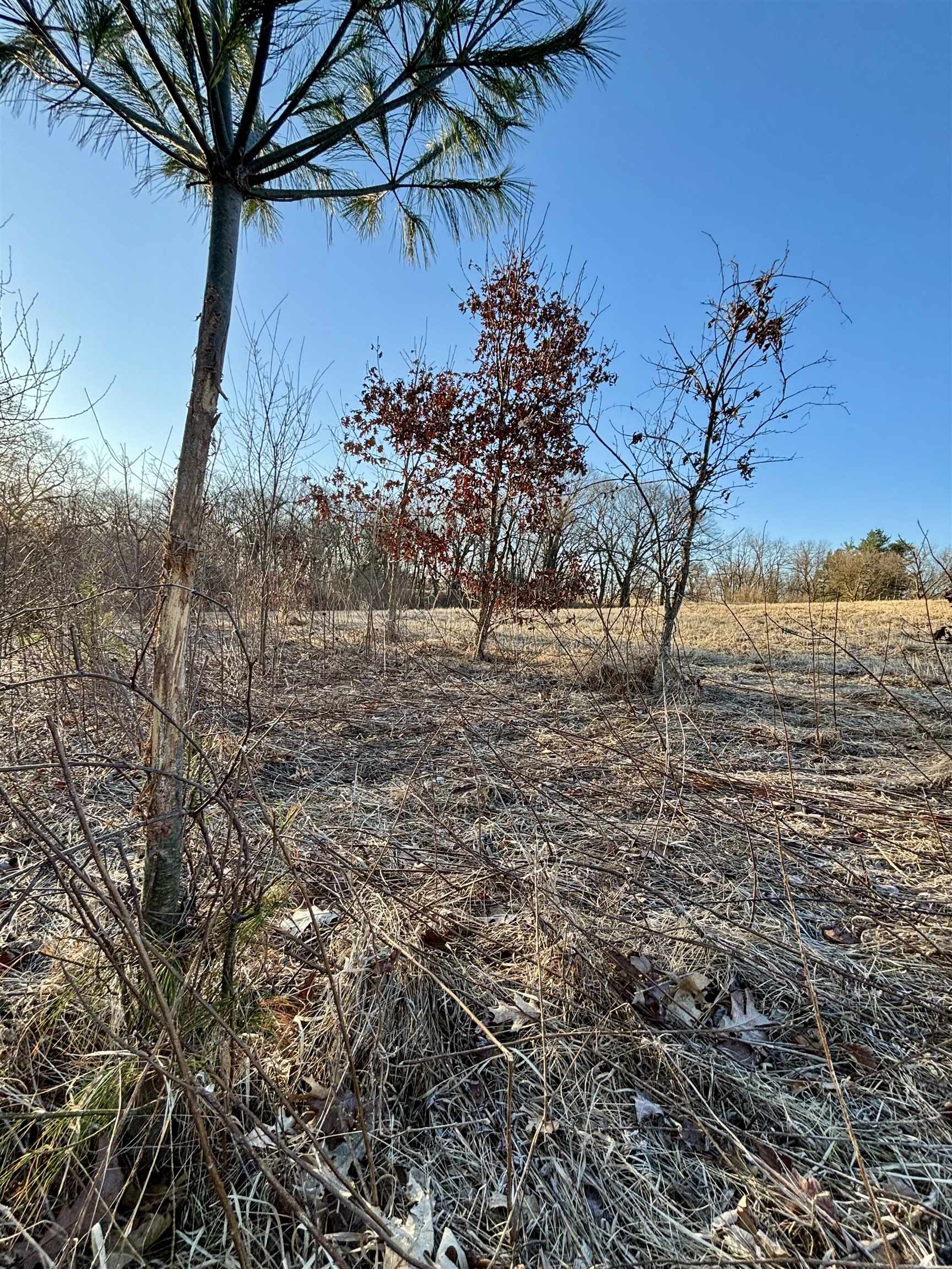 Tbd Scenic Ridge Road Savanna, IL 61074 - Photo 23 of 34 a view of a yard with a tree