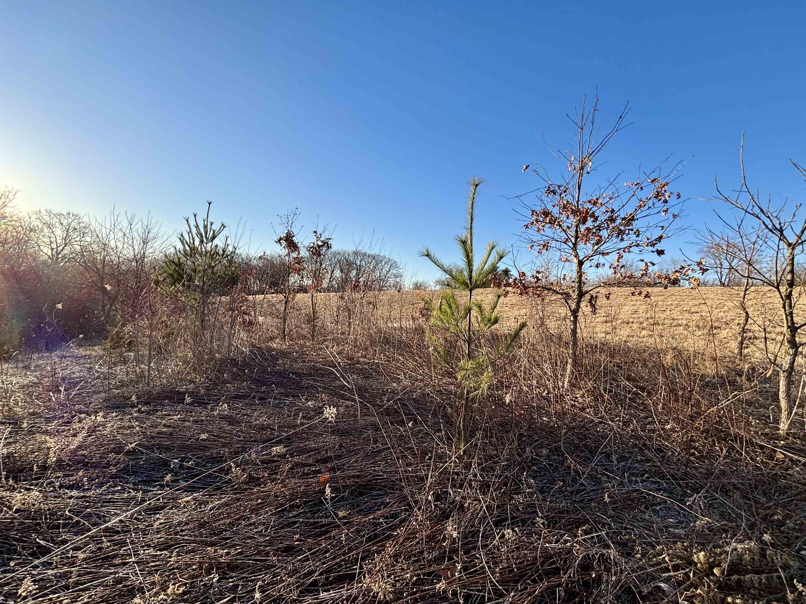 Tbd Scenic Ridge Road Savanna, IL 61074 - Photo 26 of 34 a view of a yard