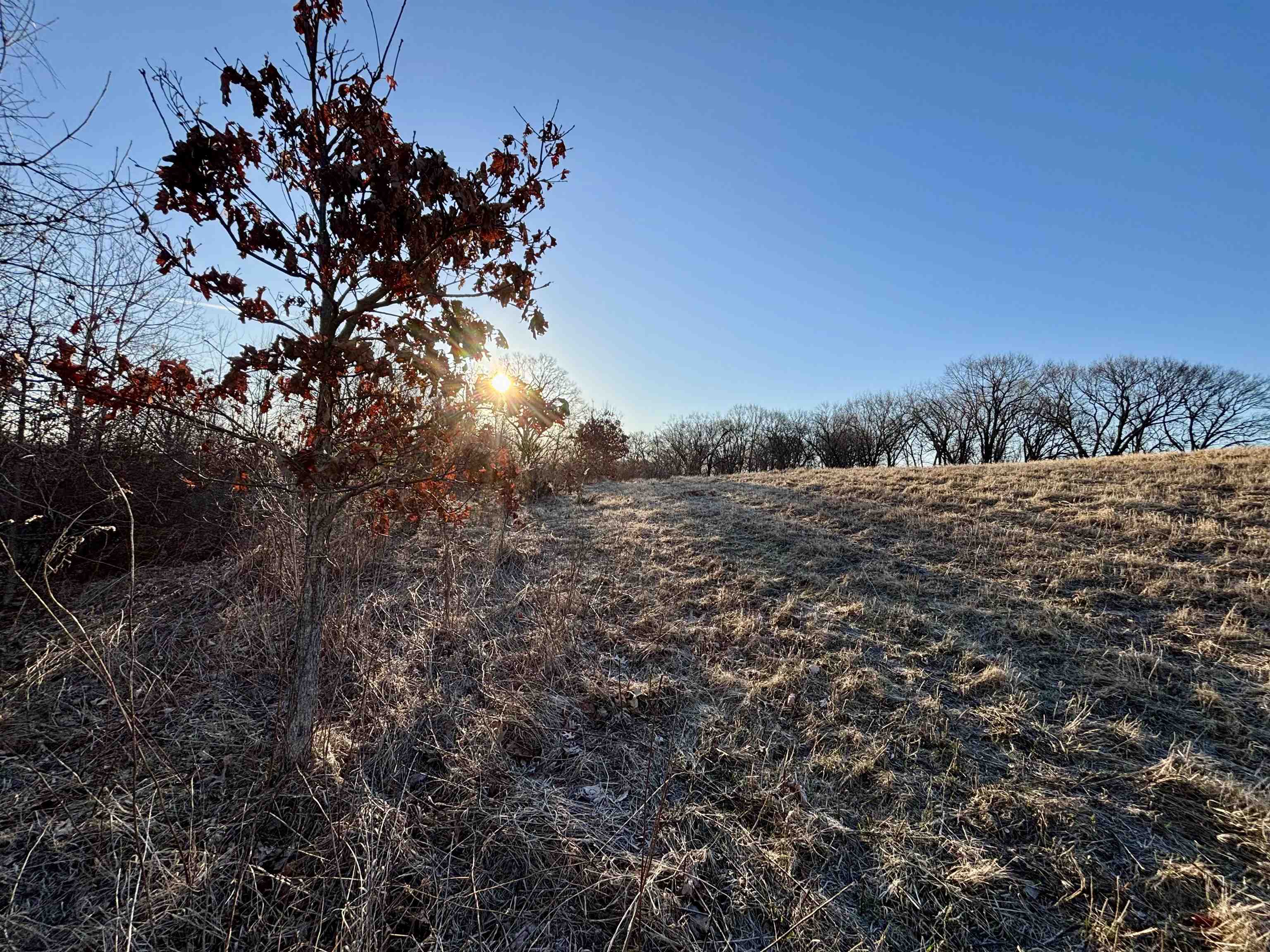 Tbd Scenic Ridge Road Savanna, IL 61074 - Photo 28 of 34 a view of a tree with a yard