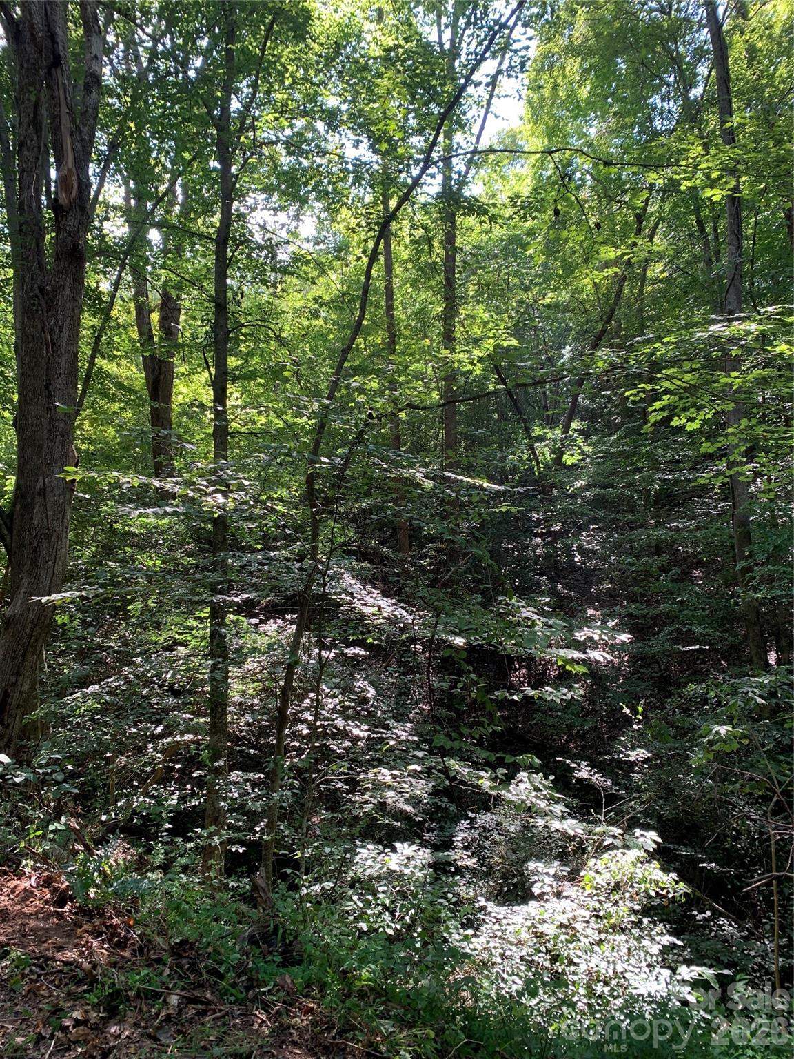 1800 Hilferty Road Hickory, NC 28601 - Photo 15 of 20 a view of a forest with trees