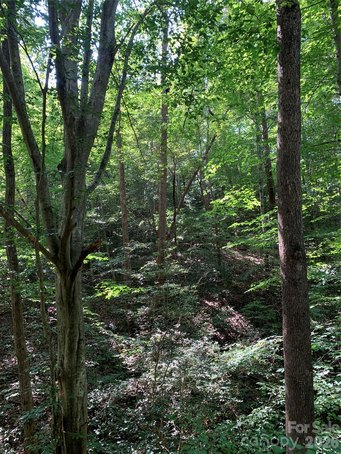 1800 Hilferty Road Hickory, NC 28601 - Photo 16 of 20 a view of a forest with trees