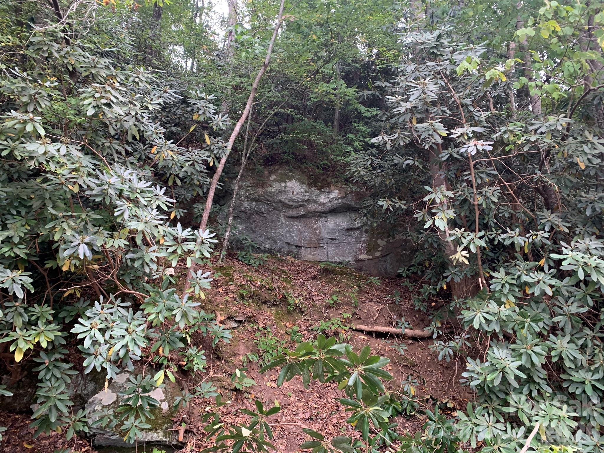 1800 Hilferty Road Hickory, NC 28601 - Photo 17 of 20 a view of a forest with lots of trees