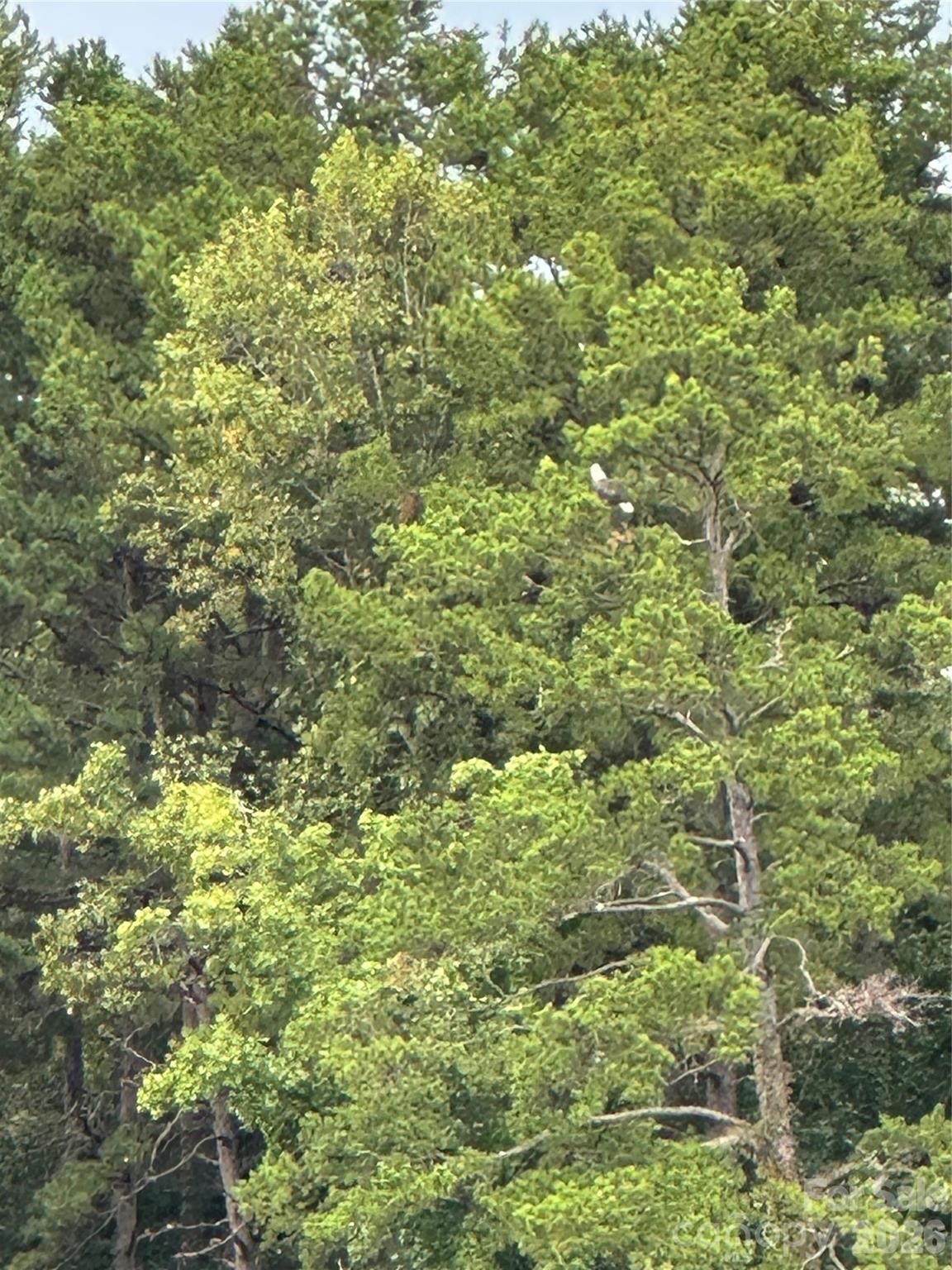 1800 Hilferty Road Hickory, NC 28601 - Photo 19 of 20 a view of a lush green forest