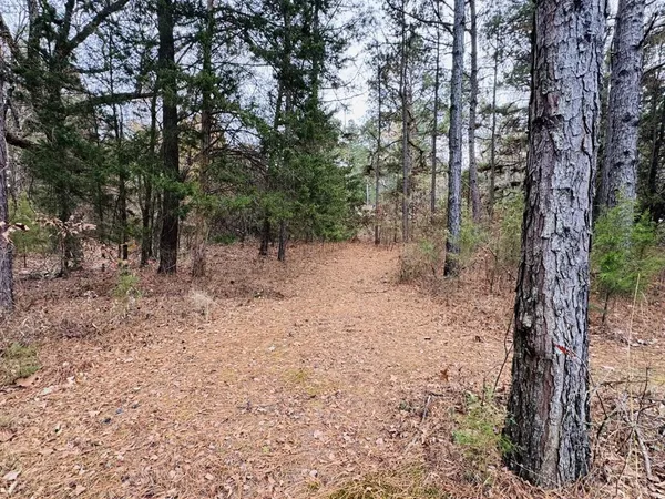 a view of a forest with trees in the background