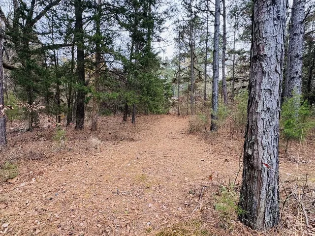 a view of a forest with trees in the background