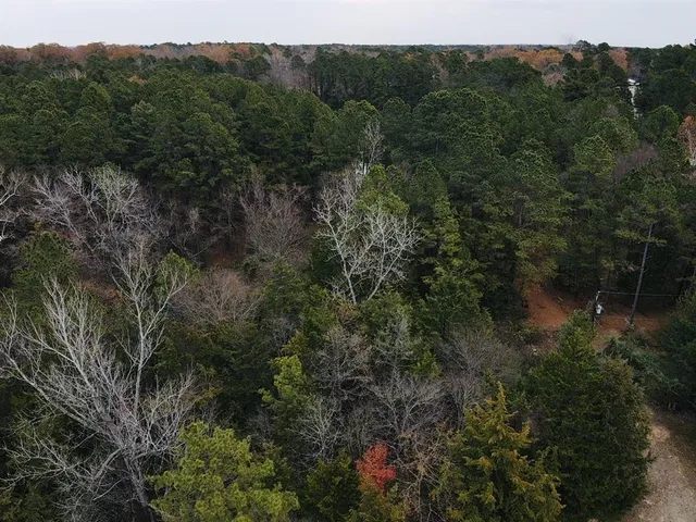 a view of a forest with a street