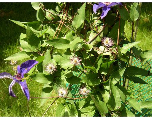 10 Common Street Norwell, MA 02061 - Photo 6 of 27 a close up of a flower