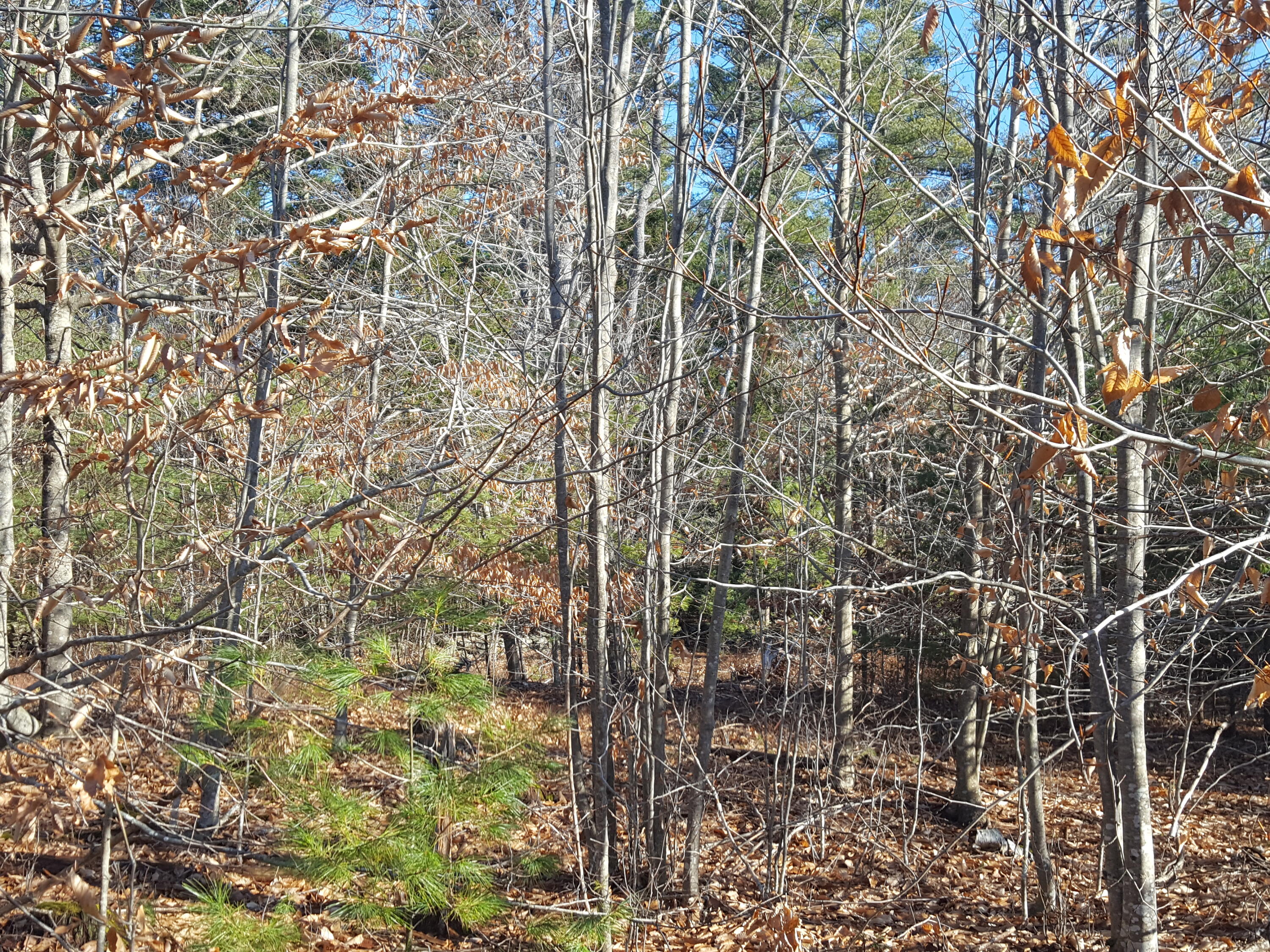 88 Mitchell Hill Road Gorham, ME 04038 - Photo 82 of 99 20231220_120037