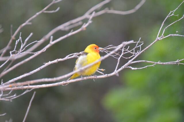 138 Draper Valley Road Selma, OR 97538 - Photo 28 of 42 bird3