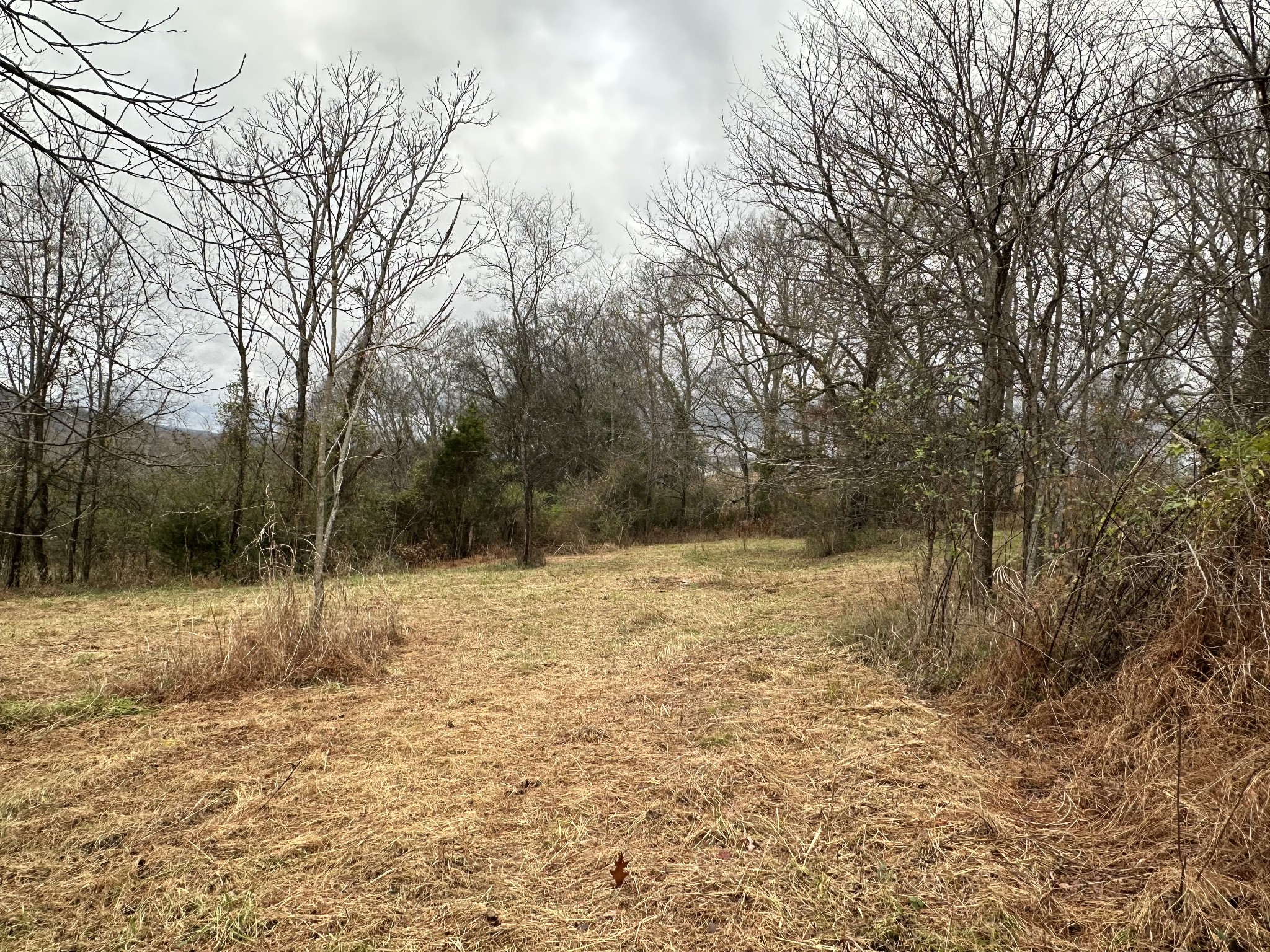 0 Minor Hill Road Pulaski, TN 38478 - Photo 14 of 32 a view of dirt yard with a large tree