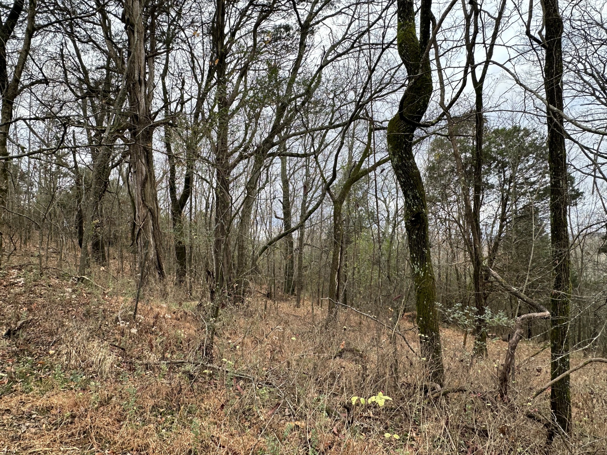 0 Minor Hill Road Pulaski, TN 38478 - Photo 19 of 32