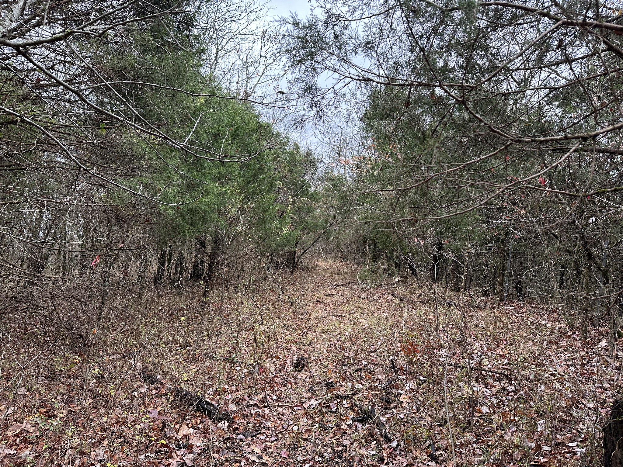 0 Minor Hill Road Pulaski, TN 38478 - Photo 2 of 32 a view of a forest with trees in the background