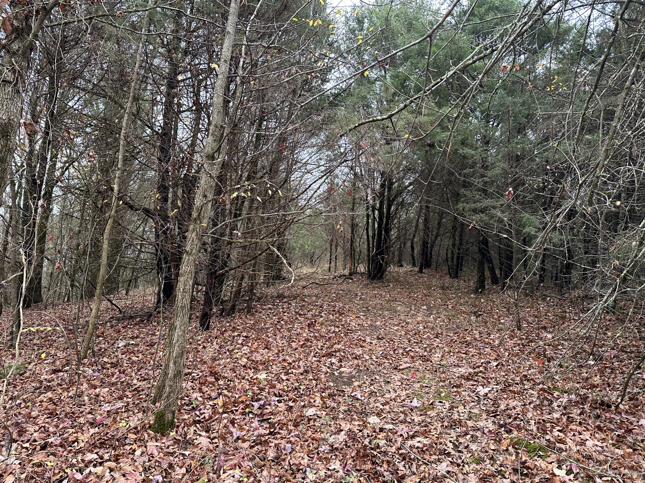 0 Minor Hill Road Pulaski, TN 38478 - Photo 24 of 32 a view of a forest filled with trees