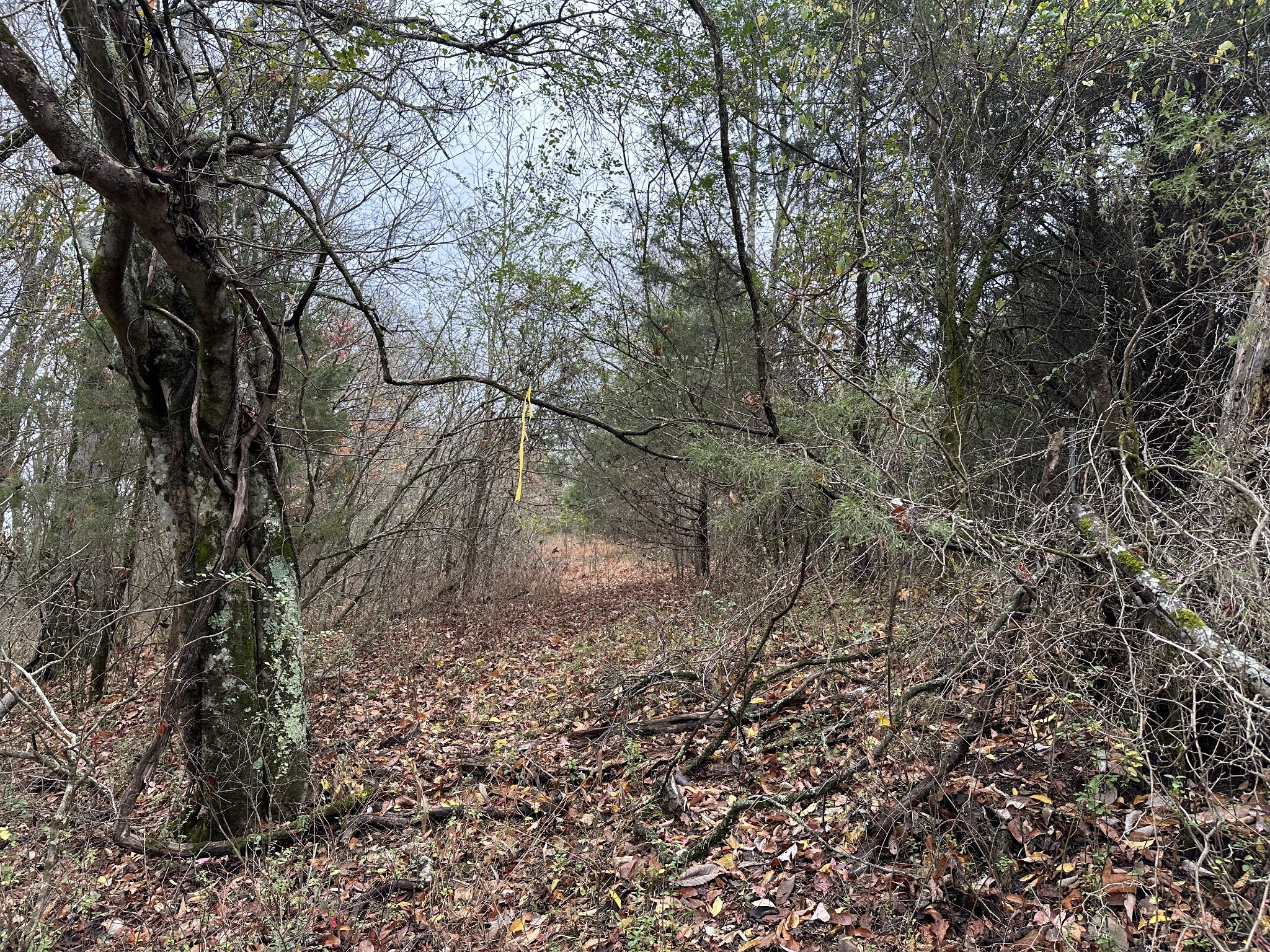 0 Minor Hill Road Pulaski, TN 38478 - Photo 28 of 32 a view of a yard with a tree