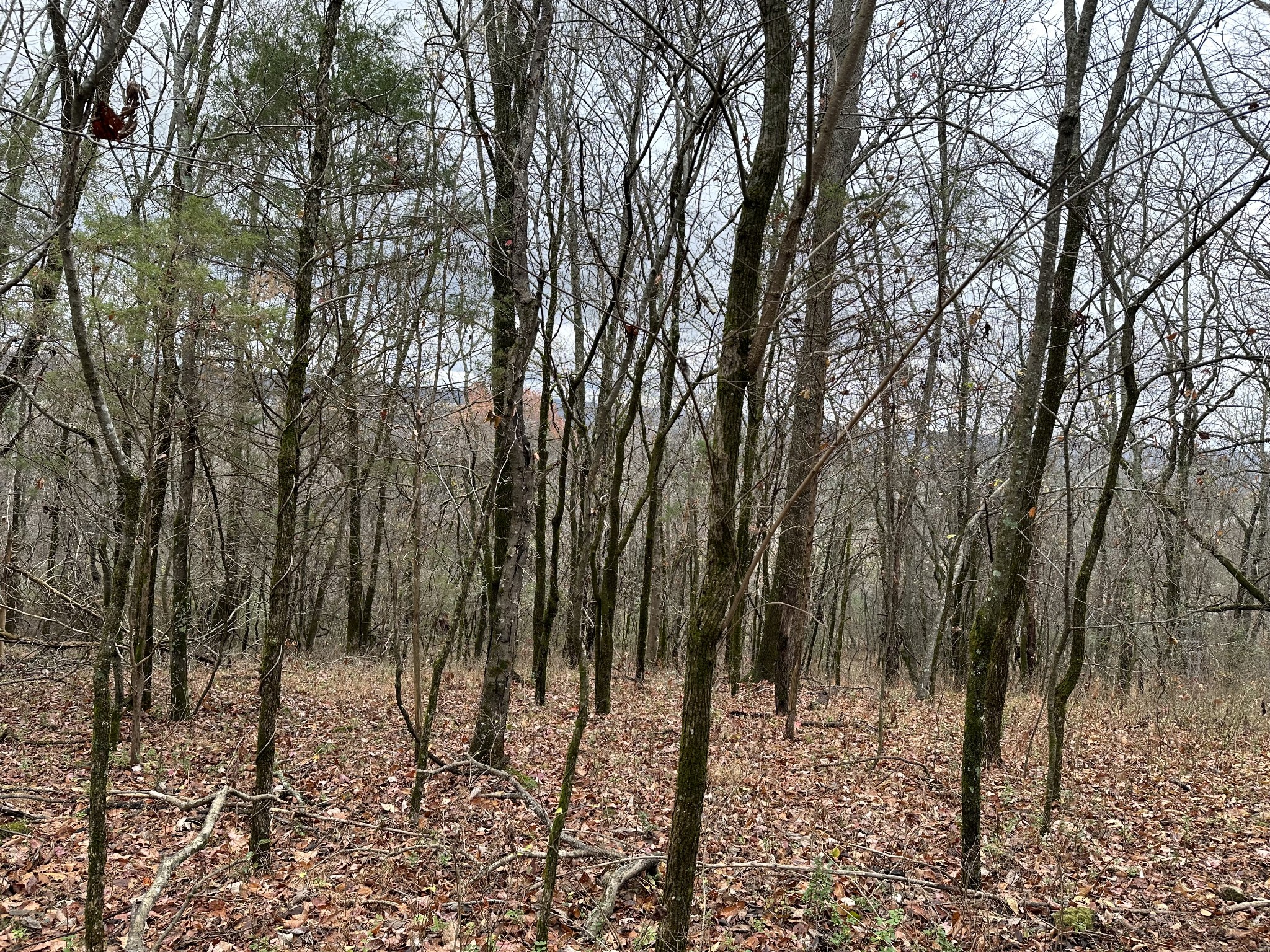 0 Minor Hill Road Pulaski, TN 38478 - Photo 29 of 32 a view of a yard