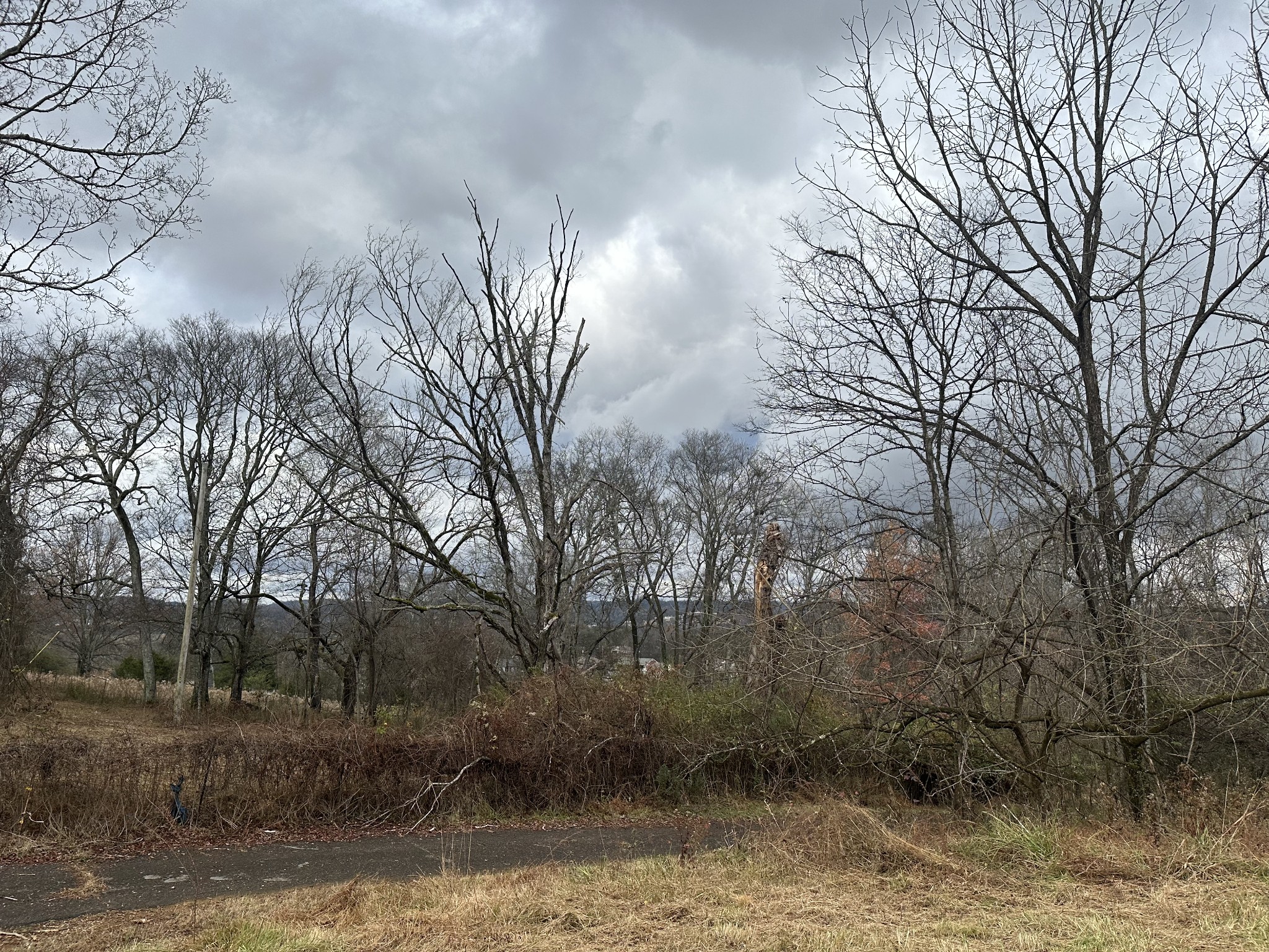 0 Minor Hill Road Pulaski, TN 38478 - Photo 30 of 32 a view of a yard with large tree