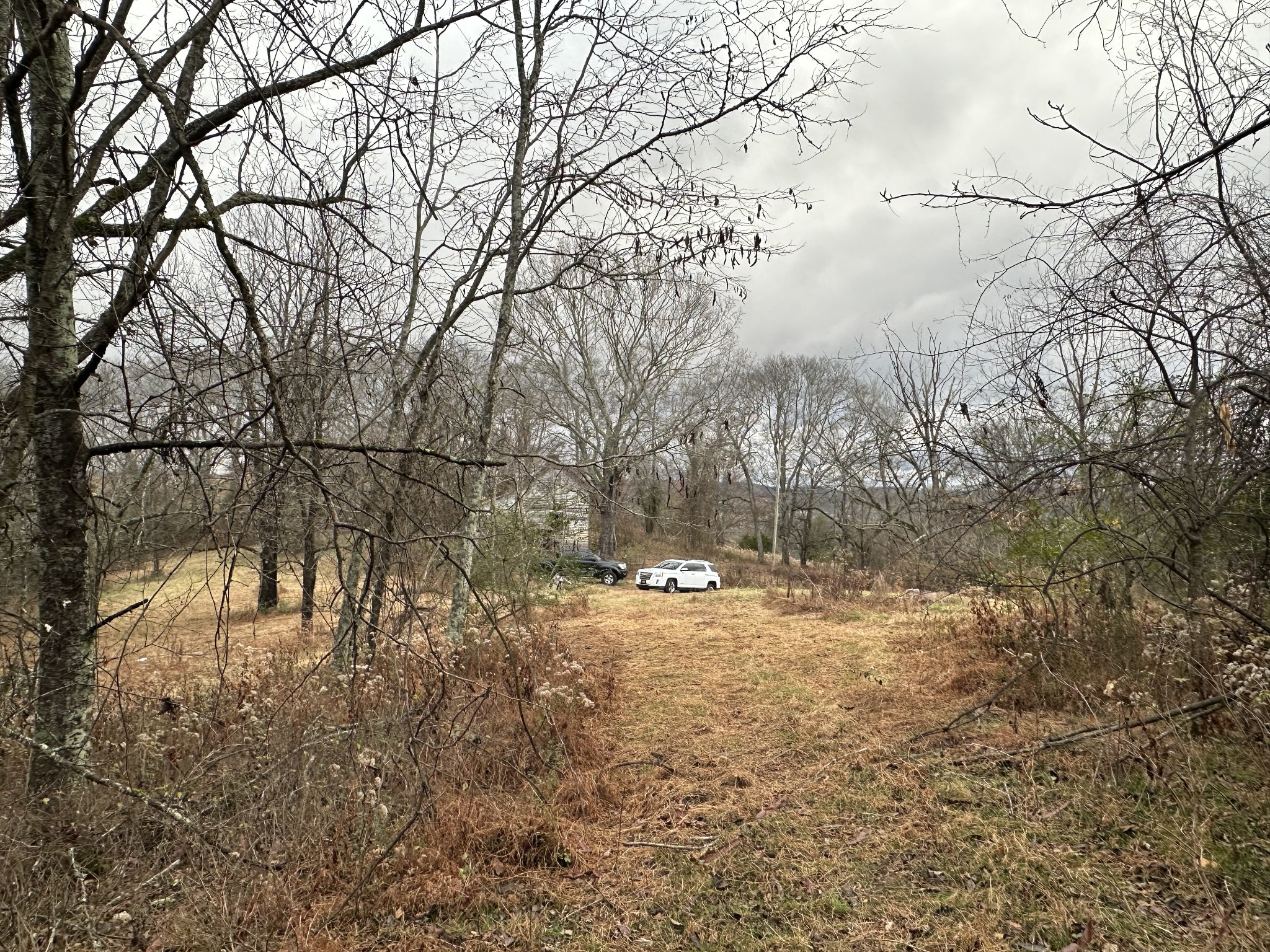 0 Minor Hill Road Pulaski, TN 38478 - Photo 3 of 32 a view of a yard with a tree