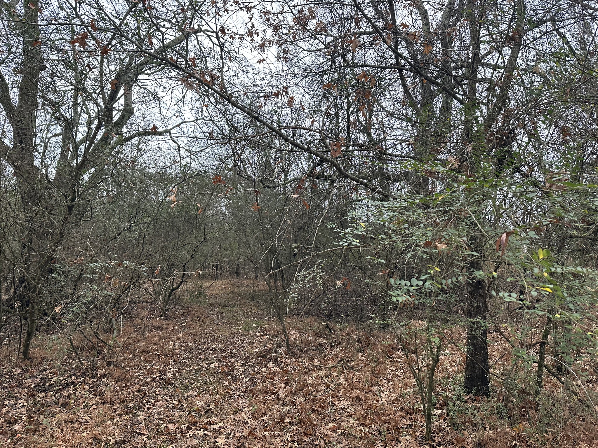 0 Minor Hill Road Pulaski, TN 38478 - Photo 31 of 32 a view of a forest with trees in the background