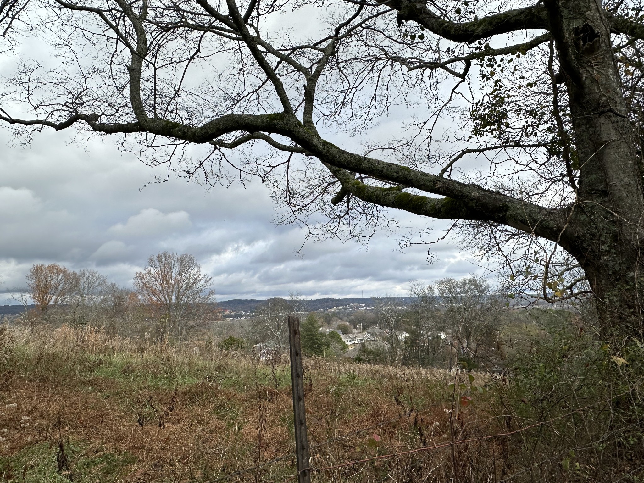 0 Minor Hill Road Pulaski, TN 38478 - Photo 10 of 32 a view of a yard with a tree