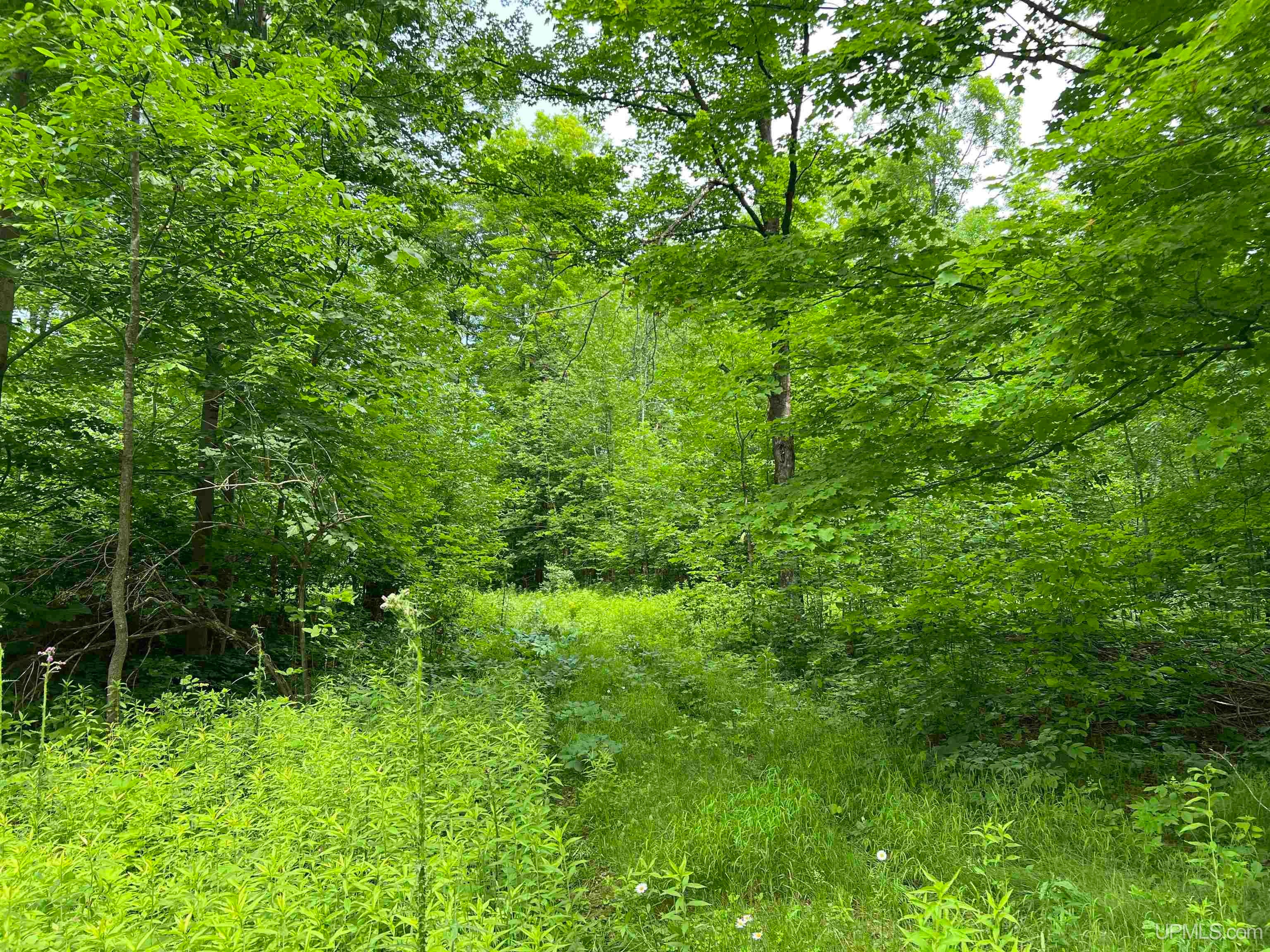 56730 Lantz Road Felch, MI 49831 - Photo 11 of 31 Gallery Image 11