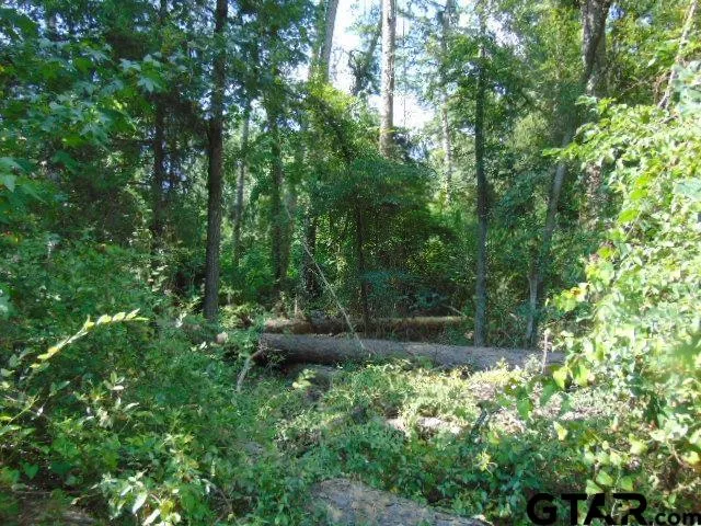 a view of a garden with plants and large trees