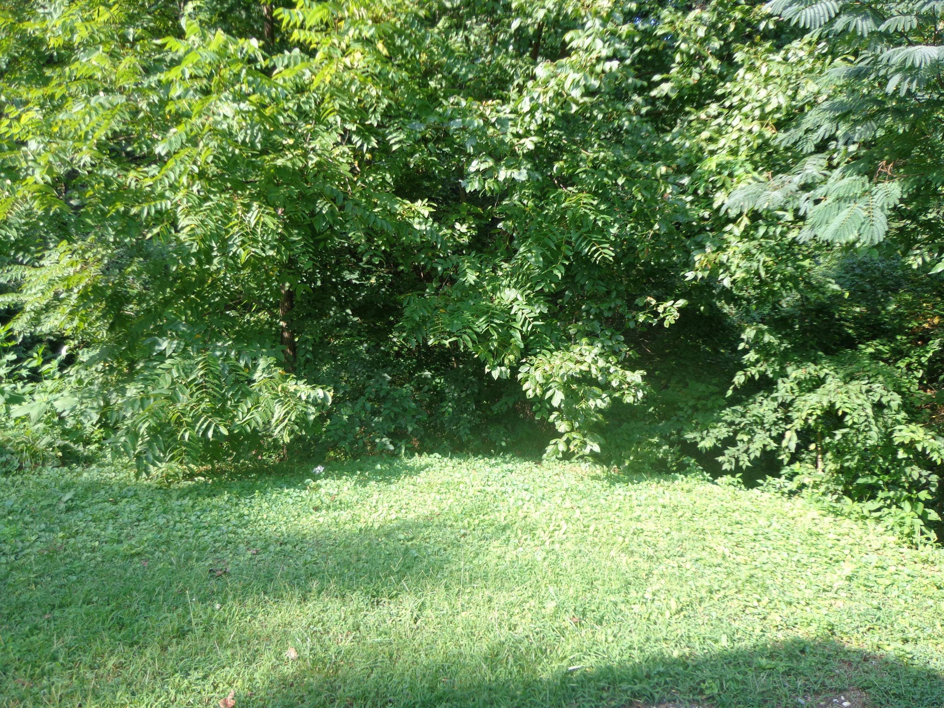3009 Barnard Road Knoxville, TN 37921 - Photo 4 of 10 DSC01459