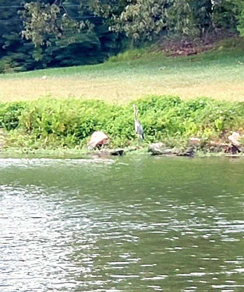 4764 Coro Road Memphis, TN 38109 - Photo 14 of 17 a view of a lake from a yard