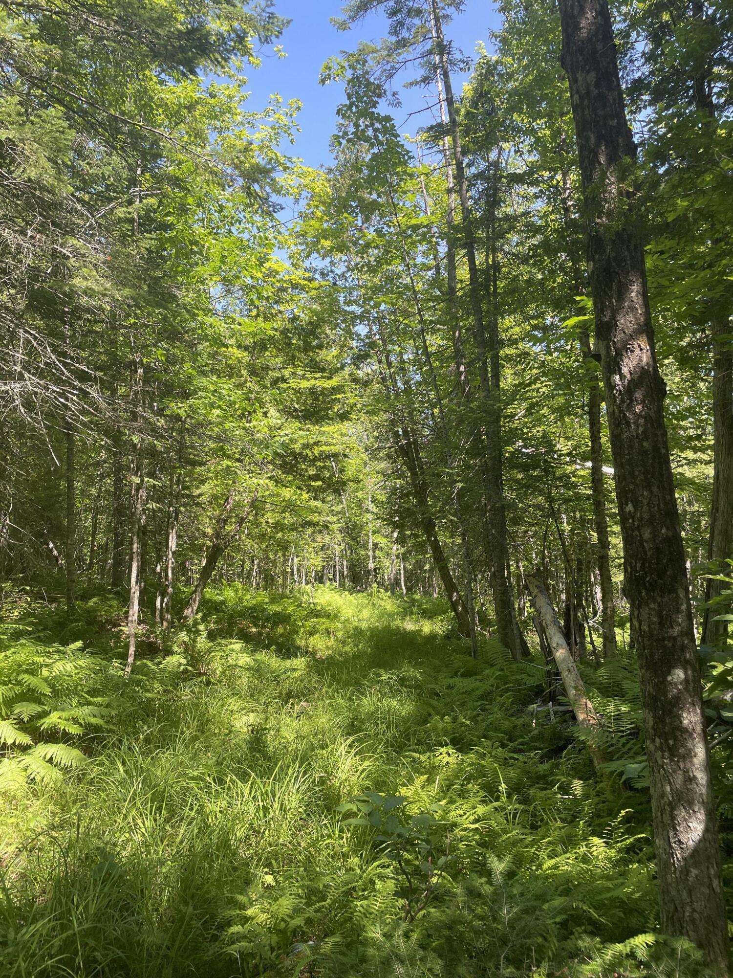 Tbd Carrabassett Road New Portland, ME 04961 - Photo 9 of 9 IMG_9064
