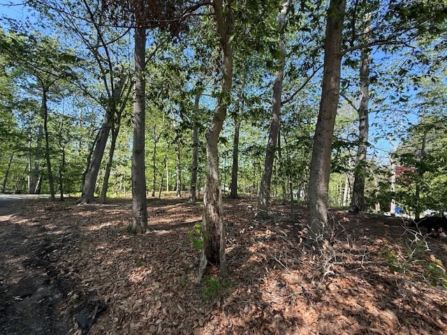 108 Dudley Road Wayland, MA 01778 - Photo 12 of 18 a view of a forest with trees