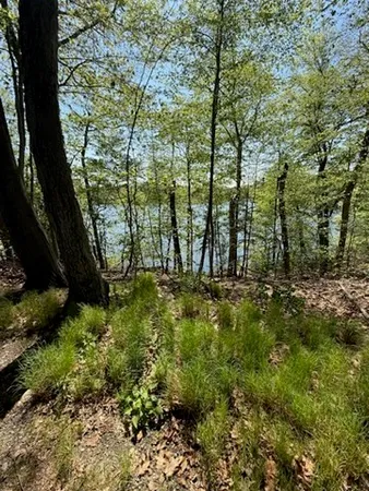 a view of forest