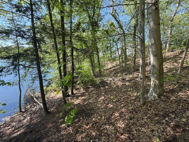 108 Dudley Road Wayland, MA 01778 - Photo 17 of 18 a view of forest