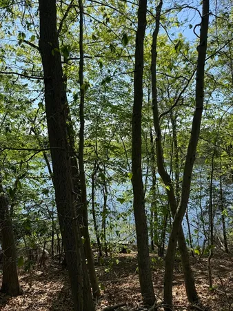 a view of a park that has large trees