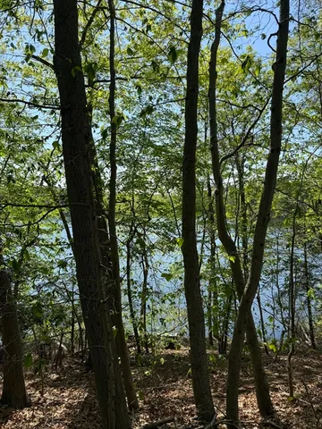 a view of a park that has large trees