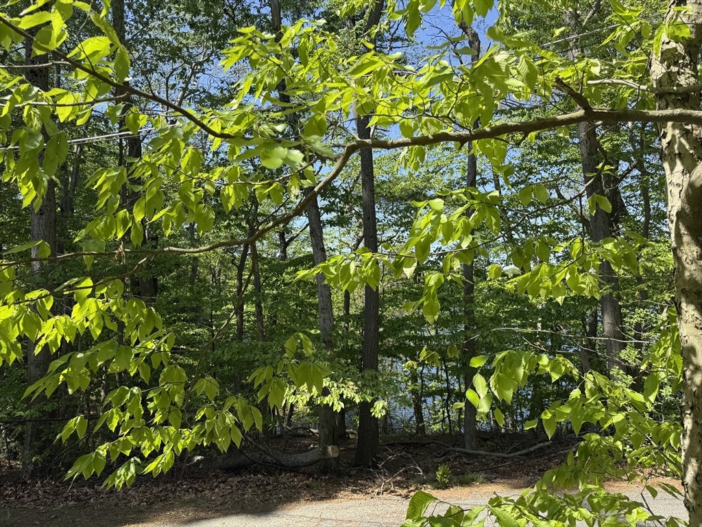 108 Dudley Road Wayland, MA 01778 - Photo 4 of 18 a backyard of a house with lots of green space