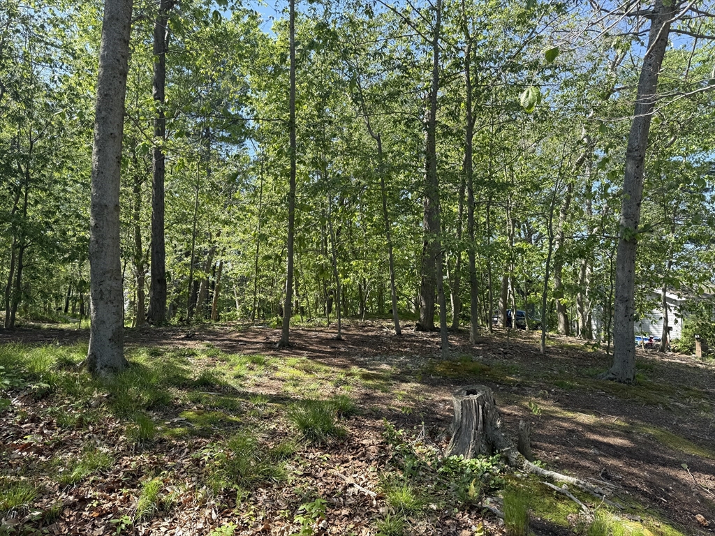 108 Dudley Road Wayland, MA 01778 - Photo 5 of 18 a big yard with lots of green space and trees