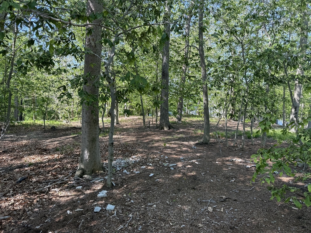 108 Dudley Road Wayland, MA 01778 - Photo 6 of 18 a view of some trees in the forest