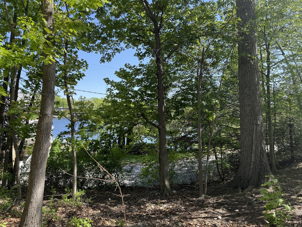 108 Dudley Road Wayland, MA 01778 - Photo 7 of 18 a view of a forest filled with lots of trees