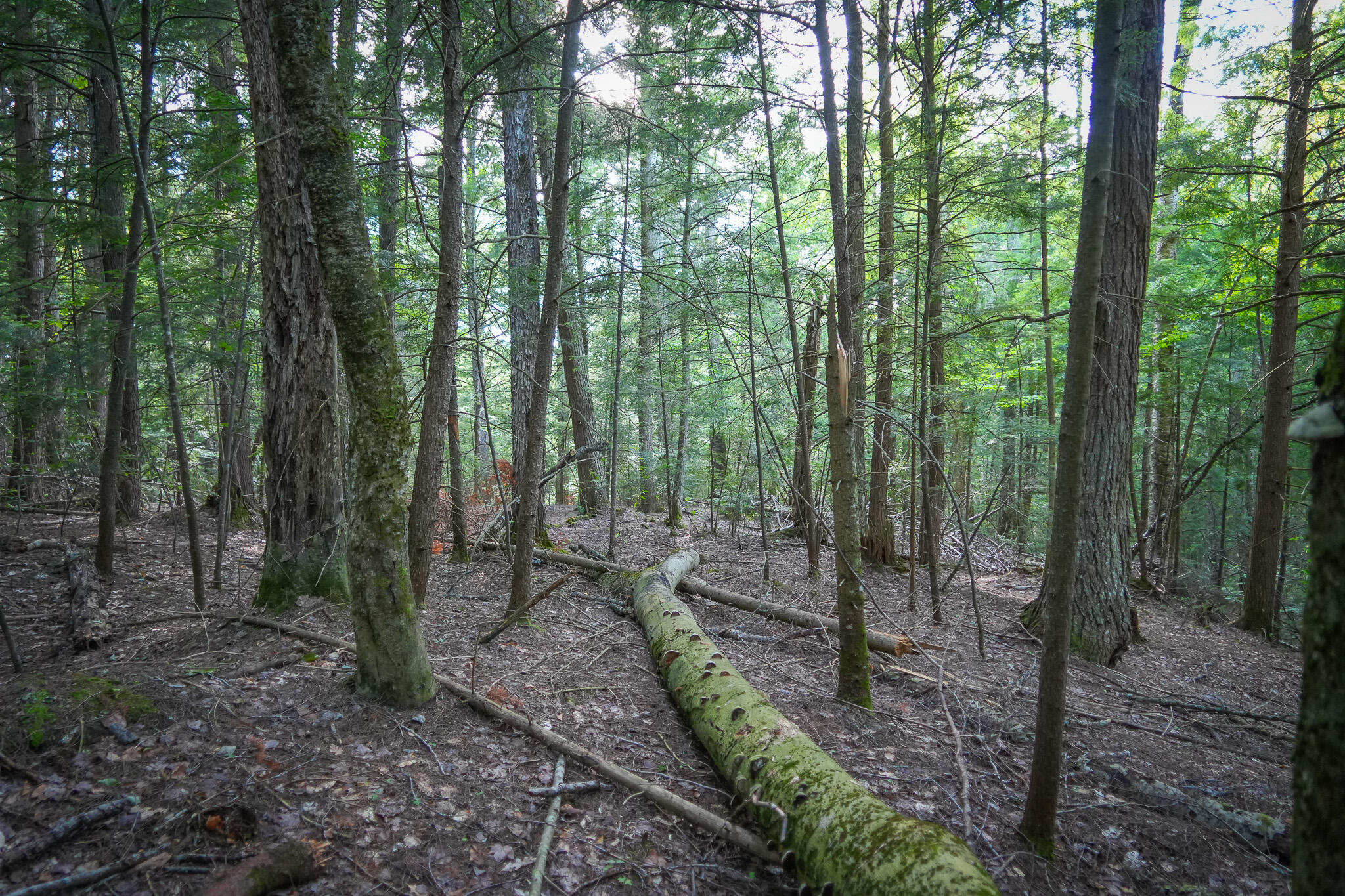 3505 Timber Lost Road Paradise, MI 49768 - Photo 55 of 63 DSC01390