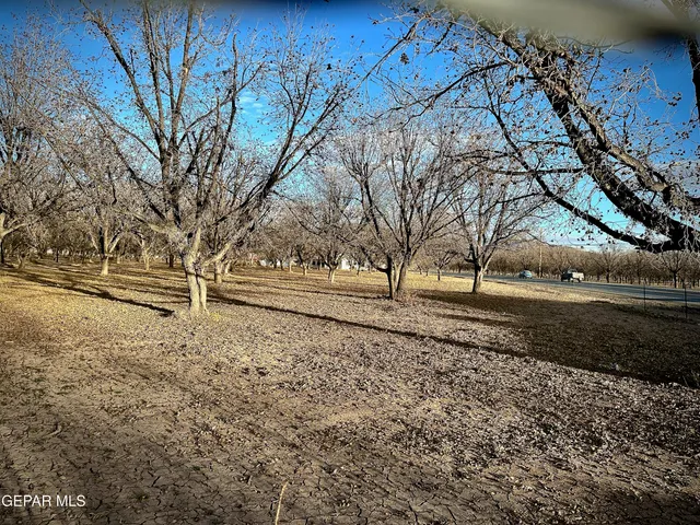 a view of dirt yard with a large tree