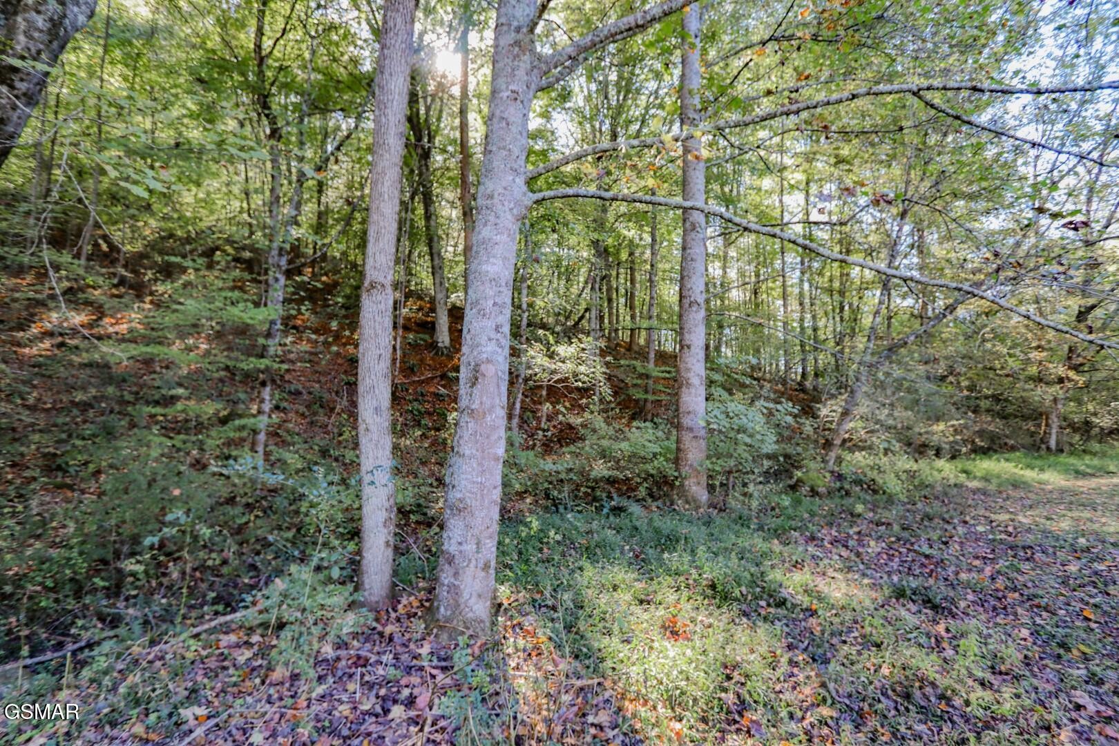 2409 Perilla Road Cosby, TN 37722 - Photo 42 of 50 Gallery Image 42