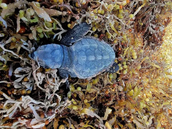 $335,000 | 1415 Ocean Shore Boulevard, Unit 805, Ormond Beach, FL 32176